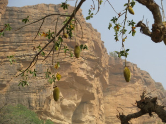 03 Le Pain De Singe   Fruit Du Baobab